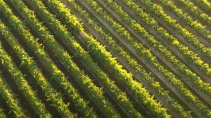 Exam=nsive Farmland