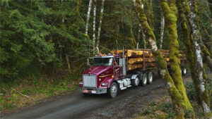 Forestry Work